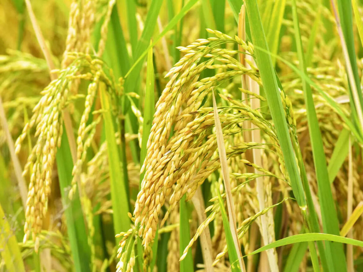 Centre to send reps to 9 countries to discuss wheat exports