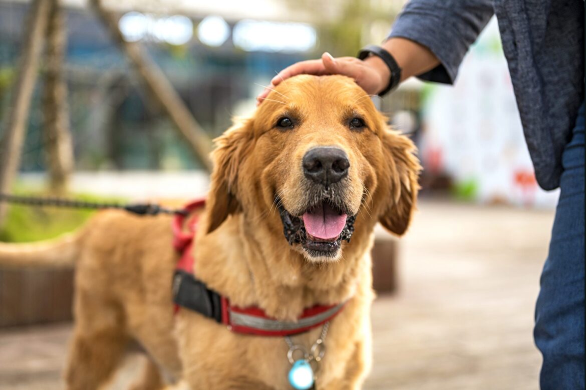 Golden retriever prefers its human’s lap to playing with other dogs. Watch