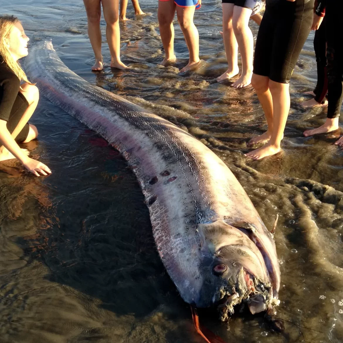 Video: 16-Foot Fish Caught. It Has A Connection With Earthquakes