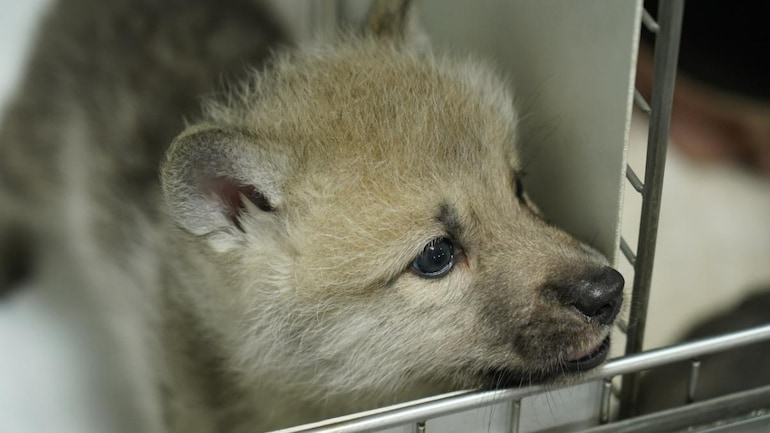 Meet Maya, world’s first cloned wild arctic wolf