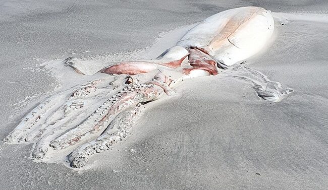 “Once In A Lifetime” Sighting: Giant Deep-Sea Squid Carcass Washes Up On New Zealand Beach