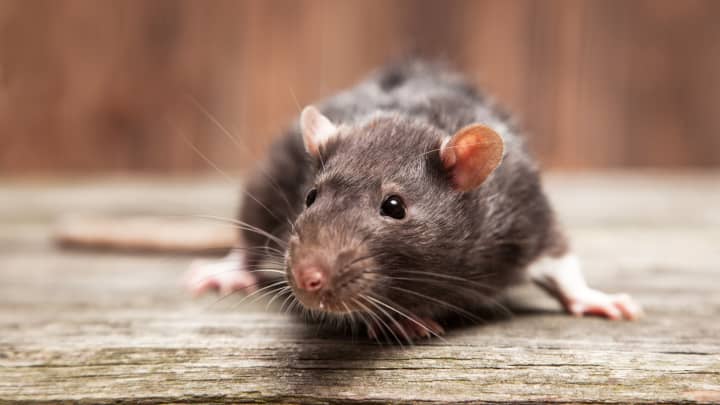 New York Wants To Hire ‘Rat Czar’, Will Pay $170,000 Per Year